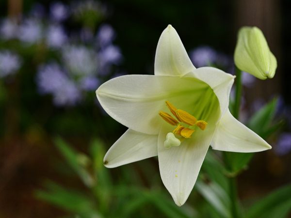 easter-lilies